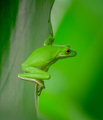 green tree frog