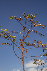Uma planta de algodão com muitos flocos de algodão maduros, com céu azul ao fundo.