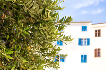 olive tree against the background of traditional mediterranean house in old town. sunny...