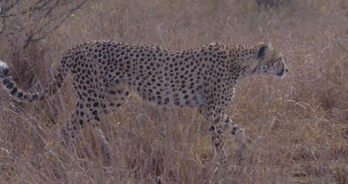 Wide of Cheetah (Acinonyx jubatus) limping through and standing in dry grass in golden sunny morning in savannah grassland in Kenya