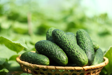 freshly-harvested cucumbers in a wooden bowl. The image, with a focus on the vibrant green and detailed texture, is perfect for a food or health-related theme