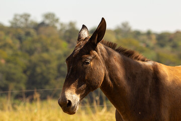 Close up na cara de um burro com olhos muito tristes, em ambiente campestre.