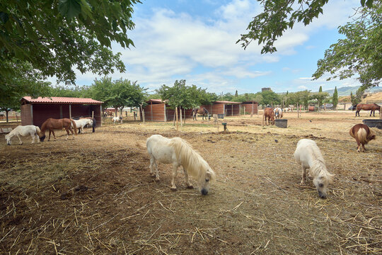 Horses of various colors, including a brown one with a fly mask, are seen grazing together in a wide, open and tranquil outdoor space with trees. - Powered by Adobe