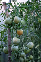 green tomatoes on branch close up, growth outdoor, natural background. Unripe green tomatoes growing in greenhouse. Organic farming, agriculture concept. 