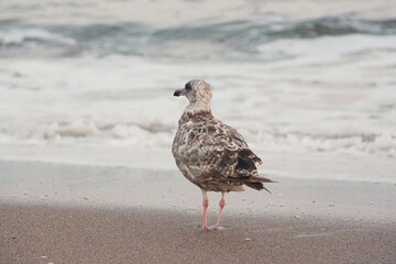 seagull on the beach