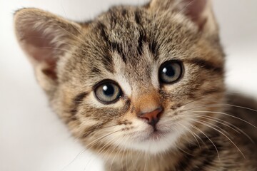 A kittens face is closely shown with brown and tan fur Eyes look forward