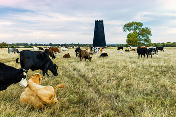 Free roaming cattle grazing with disused windmill on horizon. Westwood, Beverley, UK.