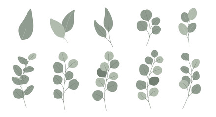 Elegant set of assorted eucalyptus leaves and branches. Botanical vector illustration collection for wedding and decorative design concepts.