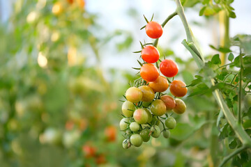 Fresh red ripe and unripe cherry tomatoes on branch, natural background. healthy organic tomatoes grow in greenhouse. gardening vegetable harvest season. Organic eco farming, agriculture concept