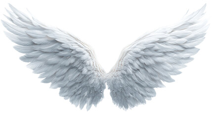 Obraz premium Elegant white feathered wings with soft lighting and delicate texture