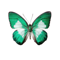 Emerald butterfly, wings spread, black background, nature, poster