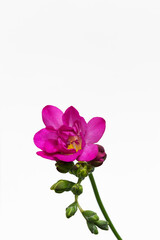 Bl&uuml;hende Freesie in Pink