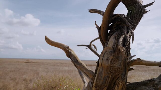 Wide gimbal parallax of a dead tree in dry savannah grassland under hot midday sun in Kenya