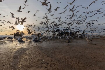arte xavega , pesca, portugal 