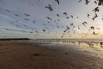 arte xavega , pesca, portugal 