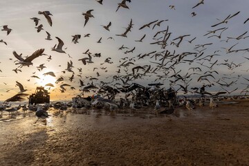 arte xavega  portugal 