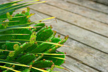 Large cactus with multiple stems on wooden floor background