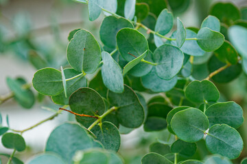 Fresh green eucalyptus leaves and branches in bright daylight
