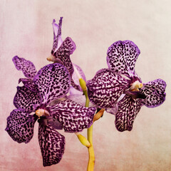 Violette Orchideen