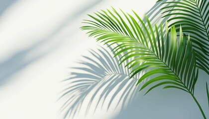 Obraz premium Silhouette Of A Plant Leaf: Overlay Of A Tropical Palm Tree. Aesthetic Nature Photography With Soft Shadows And Intricate Detail.