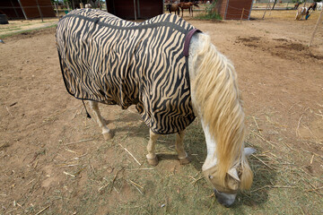 A well-cared for horse in a sanctuary, wearing a fly mask and fly sheet to prevent insect bites....