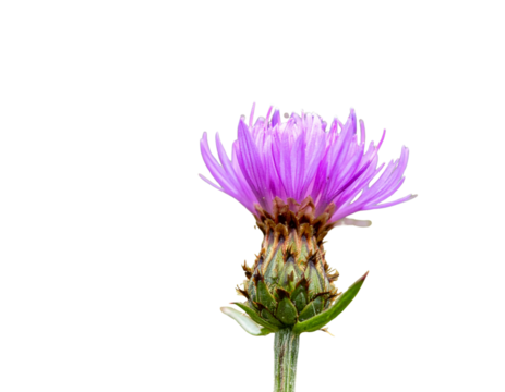 Close-Up of Milk Thistle Flower, Detailed Purple Blooms, Isolated on Transparent Background