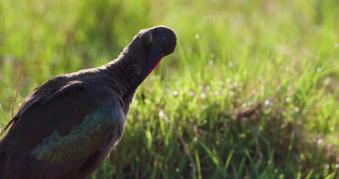 Close-up of Hadada Ibis' (Bostrychia hagedash) head preening in green grass in the savannah grassland at midday in Kenya