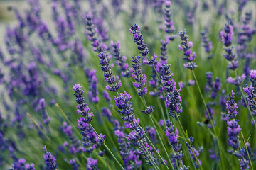 A sea of lavender blossoms stretches across green fields, blending vivid purple hues with the calm of open nature.