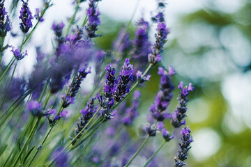 Delicate lavender blossoms with rich purple hues rise above green leaves, creating a harmonious and...