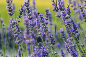 Naklejka premium Lavender flowers bloom in radiant purple shades, framed by green foliage, offering a peaceful and soothing glimpse of nature.