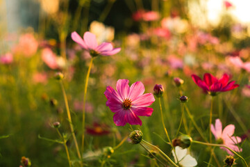 Pink cosmos flowers in full bloom paint the meadow with grace, reflecting nature's quiet splendor and delicate artistry.