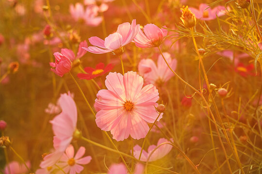 A peaceful field adorned with pink cosmos blooms captures the detailed elegance of petals under the open sky.