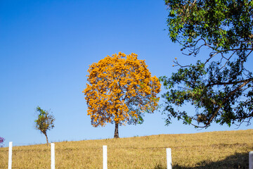 Um belo ipê amarelo em flor, com copa bastante frondosa e arredondada. Bioma cerrado, durante a...