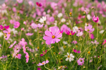 Fototapeta premium Pink cosmos flowers brighten a lush green garden, their delicate petals adding calm and color to the natural landscape.