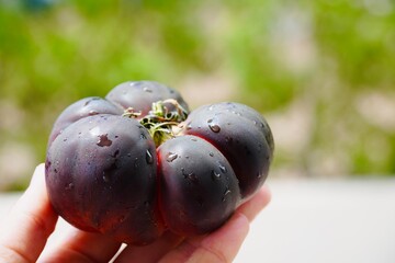 Hand holding fresh black tomato with blurred garden background.