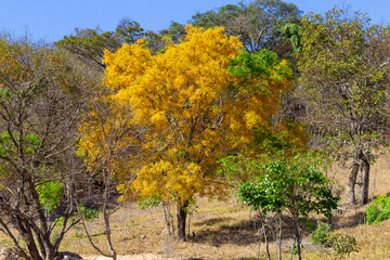 Fototapeta premium Um ipê amarelo frondoso e florido no meio da vegetação típica do cerrado brasileiro.