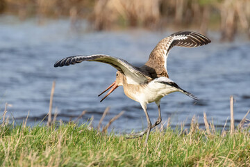 Black-tailed Godwit