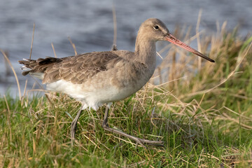 Black-tailed Godwit