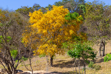 Um ipê amarelo frondoso e florido no meio da vegetação típica do cerrado brasileiro.