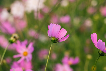 A pink cosmos flower stands tall in full bloom, framed by green stems and surrounded by a colorful...