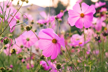 Cosmos flowers blooming in a vibrant garden, showcasing delicate pink petals and lush green...