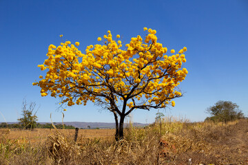 Uma paisagem típica goiana, com um ipe amarelo florido em um dia claro, de céu azul.