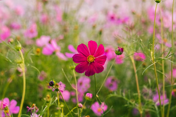 A single pink cosmos flower stands out in a lush floral field, exuding beauty and peaceful charm.