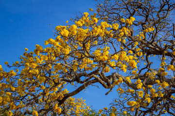 Detalhe de galhos de uma árvore frondosa com muitas flores amarelas em um dia claro de céu azul.