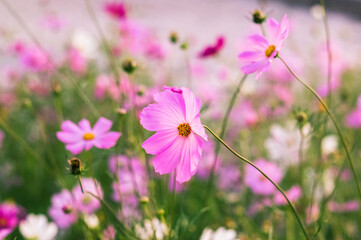 Obraz premium The gentle hues of a pink cosmos bloom contrast with green stems and the vivid colors of the surrounding meadow.