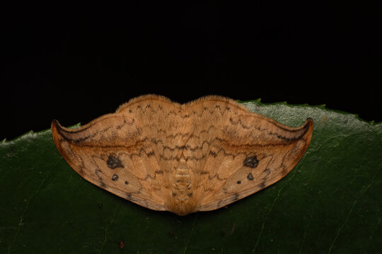 Dorsal close-up of a Pebble hook-tip moth (Drepana falcataria), Belgium