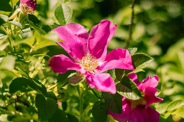 Pink wild roses flourish in a leafy garden, highlighting the harmony between vibrant blooms and...