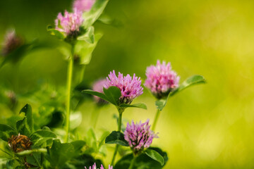 Purple clover flowers bloom vibrantly in a lush green field, showcasing delicate petals and rich...