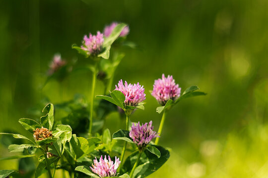Vibrant purple clover blooms rise above green foliage, creating a serene and refreshing view of the natural landscape.