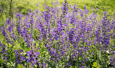 Naklejka premium Vibrant purple flowers blooming in a lush green field, showcasing nature's beauty and diversity, creating a serene and peaceful outdoor atmosphere for relaxation and enjoyment